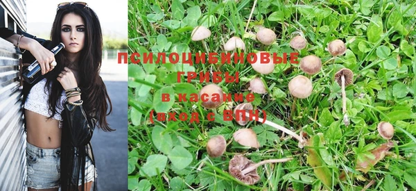 прущие грибы Алзамай